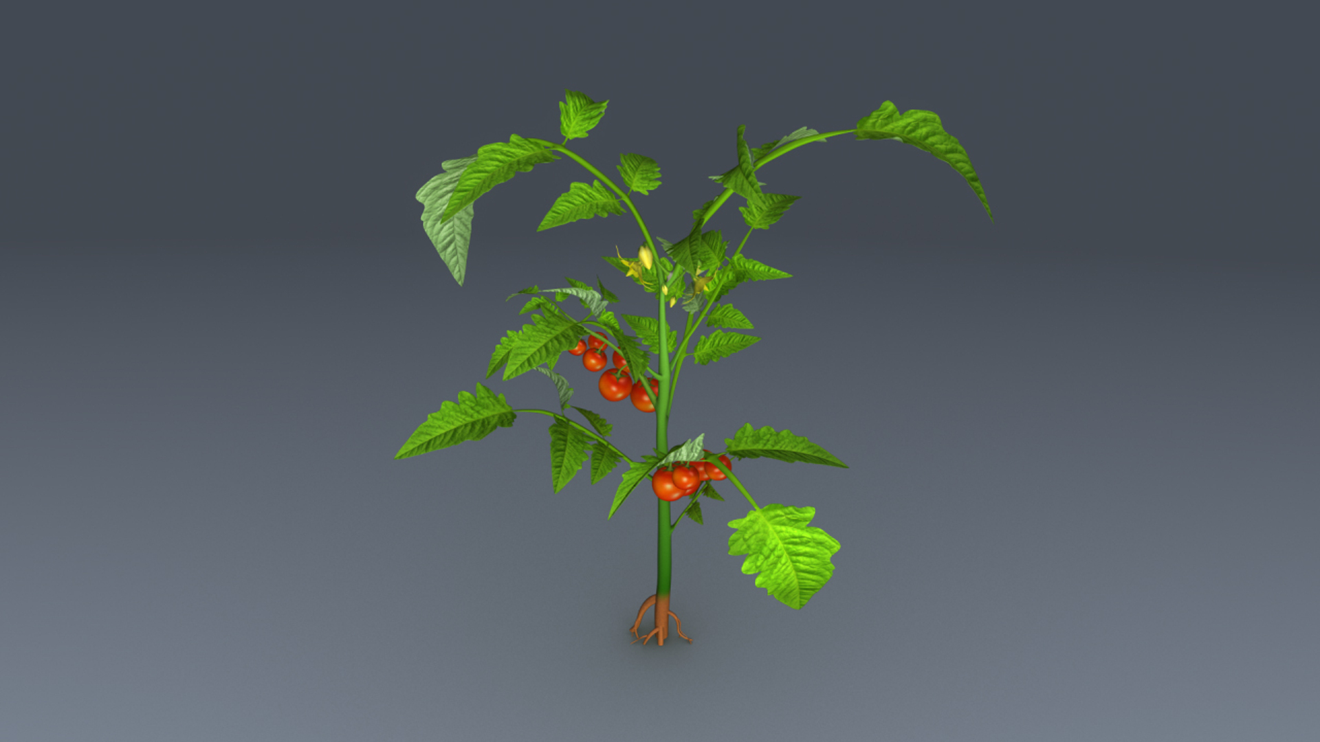 3d lycopersicon esculentum tree model https://p.turbosquid.com/ts-thumb/6z/NRM5ms/0GzTN5kN/lycopersiconesculentum/jpg/1466078281/1920x1080/turn_fit_q99/9e4ded0eba75afb045a6e06f7cb68b2d3ac12690/lycopersiconesculentum-1.jpg
