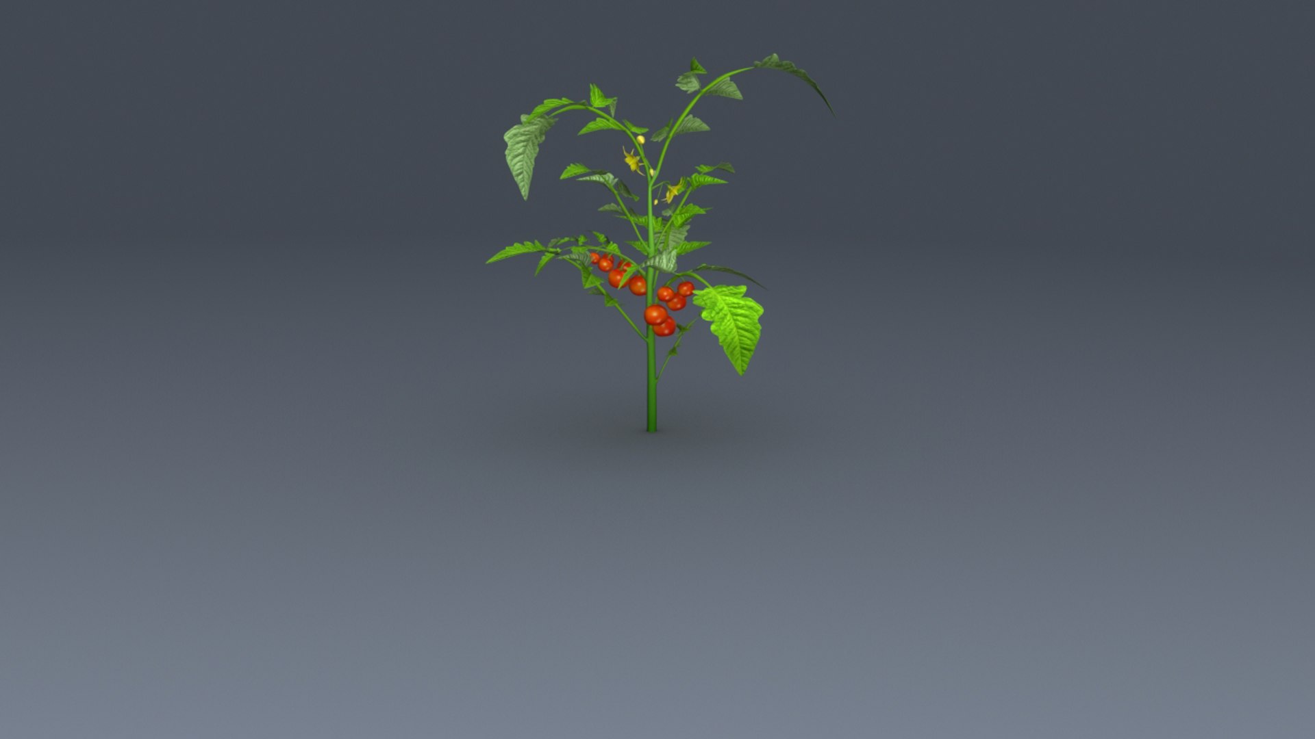 3d lycopersicon esculentum tree model https://p.turbosquid.com/ts-thumb/6z/NRM5ms/3BV6g23Z/b0179lycopersiconesculentum_front.0001/jpg/1466078201/1920x1080/fit_q87/6764f3d97eec28f15dc5cd8ba73ea89af84d5f21/b0179lycopersiconesculentum_front.0001.jpg