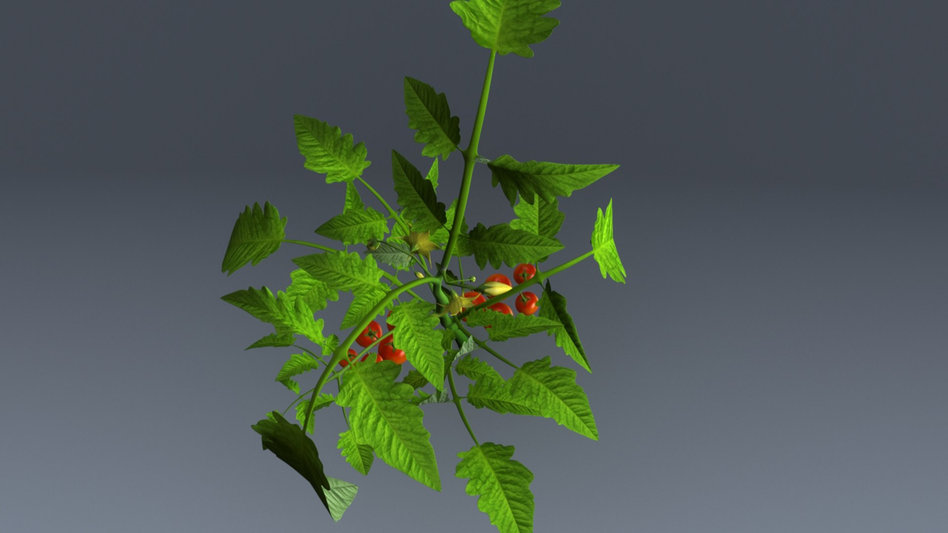 3d lycopersicon esculentum tree model https://p.turbosquid.com/ts-thumb/6z/NRM5ms/TUGsL8Dk/b0179lycopersiconesculentum_top.0001/jpg/1466078201/1920x1080/fit_q87/4c18522d24c10643aebed8150299ee1d5fe1cd1b/b0179lycopersiconesculentum_top.0001.jpg