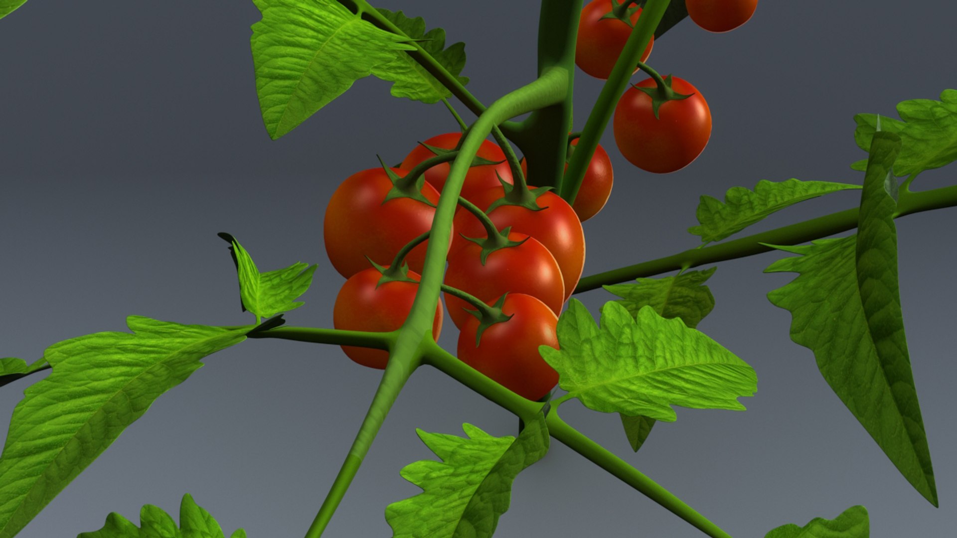 3d lycopersicon esculentum tree model https://p.turbosquid.com/ts-thumb/6z/NRM5ms/eok7A6tm/b0179lycopersiconesculentum_back.0001/jpg/1466078201/1920x1080/fit_q87/d3d6d6c9cd53b20dab0facf05836a826a82b5a3d/b0179lycopersiconesculentum_back.0001.jpg