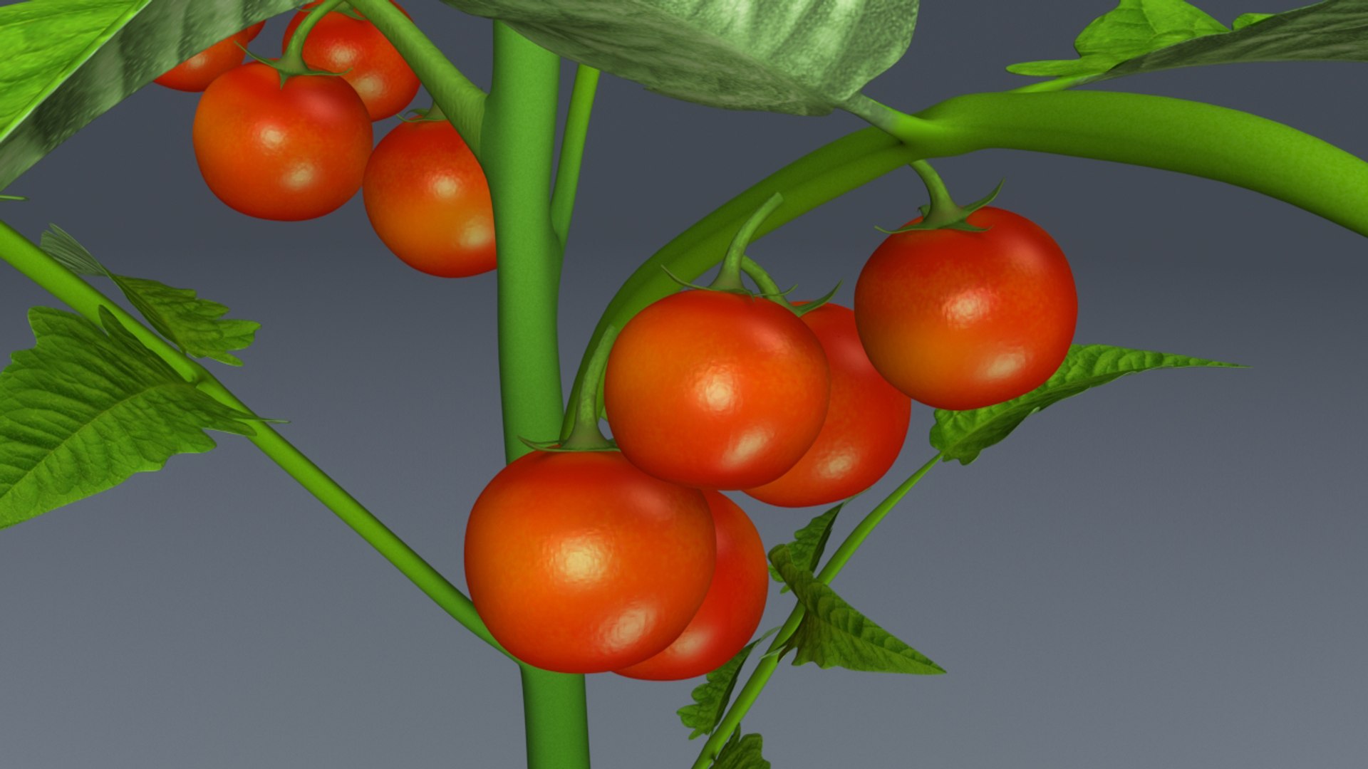 3d lycopersicon esculentum tree model https://p.turbosquid.com/ts-thumb/6z/NRM5ms/sa84Qhjt/b0179lycopersiconesculentum_closeup.0001/jpg/1466078201/1920x1080/fit_q87/b9b5d710de402c35ab7f138ff10cf7cc398cd90b/b0179lycopersiconesculentum_closeup.0001.jpg