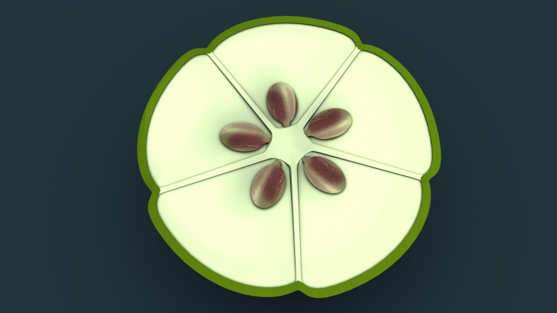 pentalocular ovary 3D model https://p.turbosquid.com/ts-thumb/6z/RE7P4p/MqikssAf/b1425epentalocularovary_3/jpg/1521009615/1920x1080/fit_q87/d2698708ac0bd8f5f916a386442c1c4aecdc3aaf/b1425epentalocularovary_3.jpg