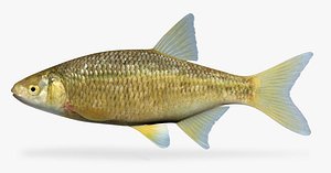 3d notemigonus crysoleucas golden shiner