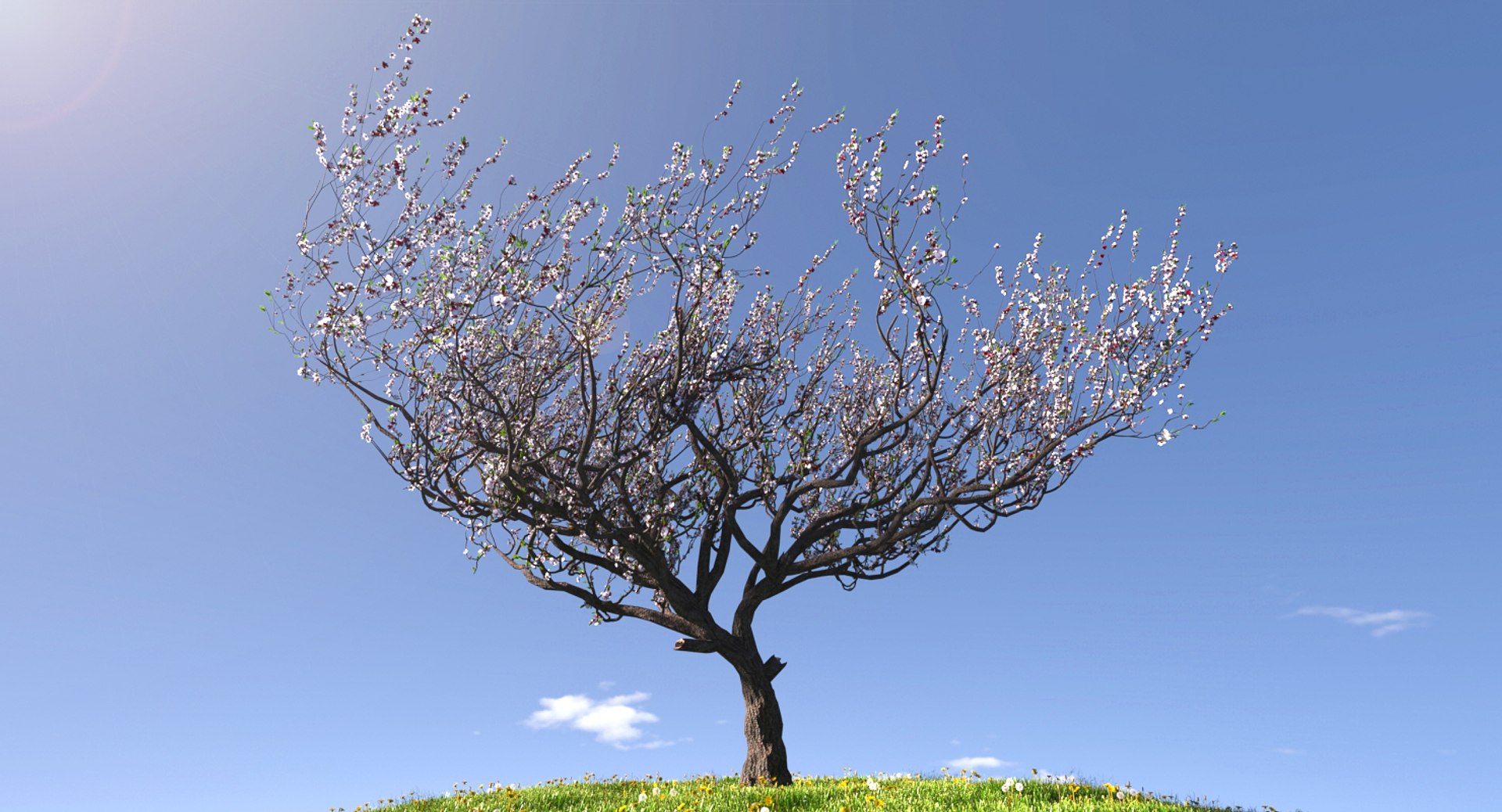 3d Model Blossoming Apricot Tree