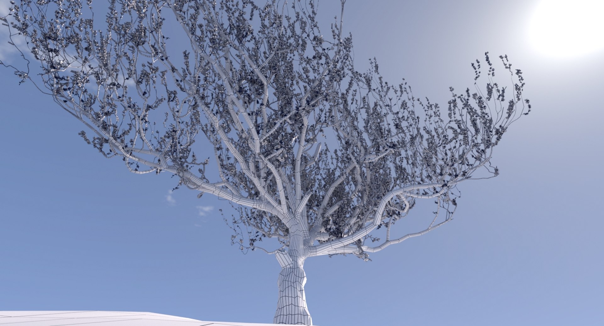 3d Model Blossoming Apricot Tree
