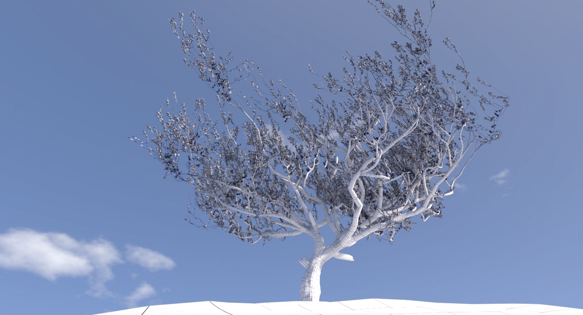3d Model Blossoming Apricot Tree