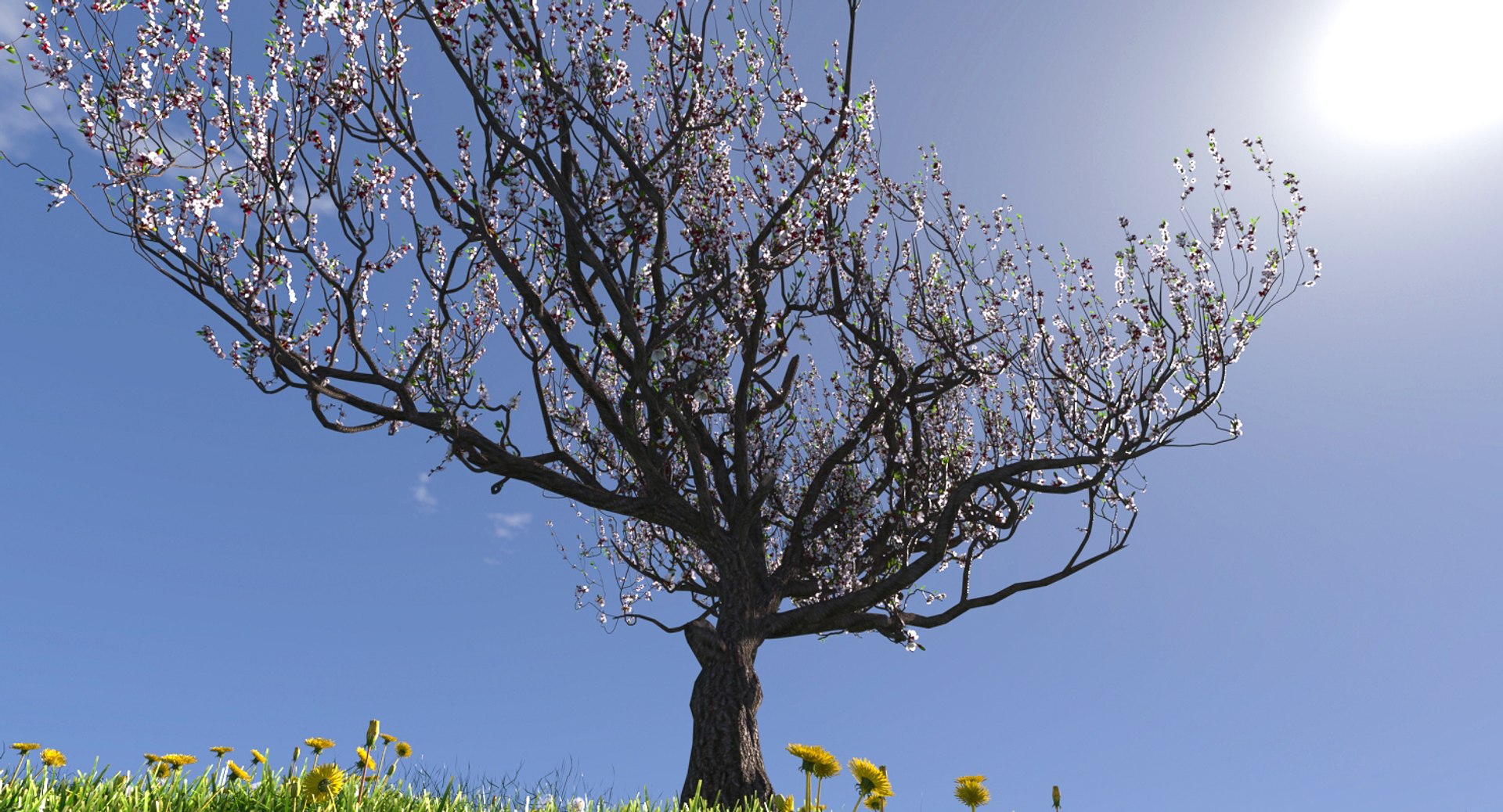 3d Model Blossoming Apricot Tree
