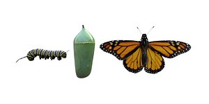 monarch butterfly insect flying 3D model