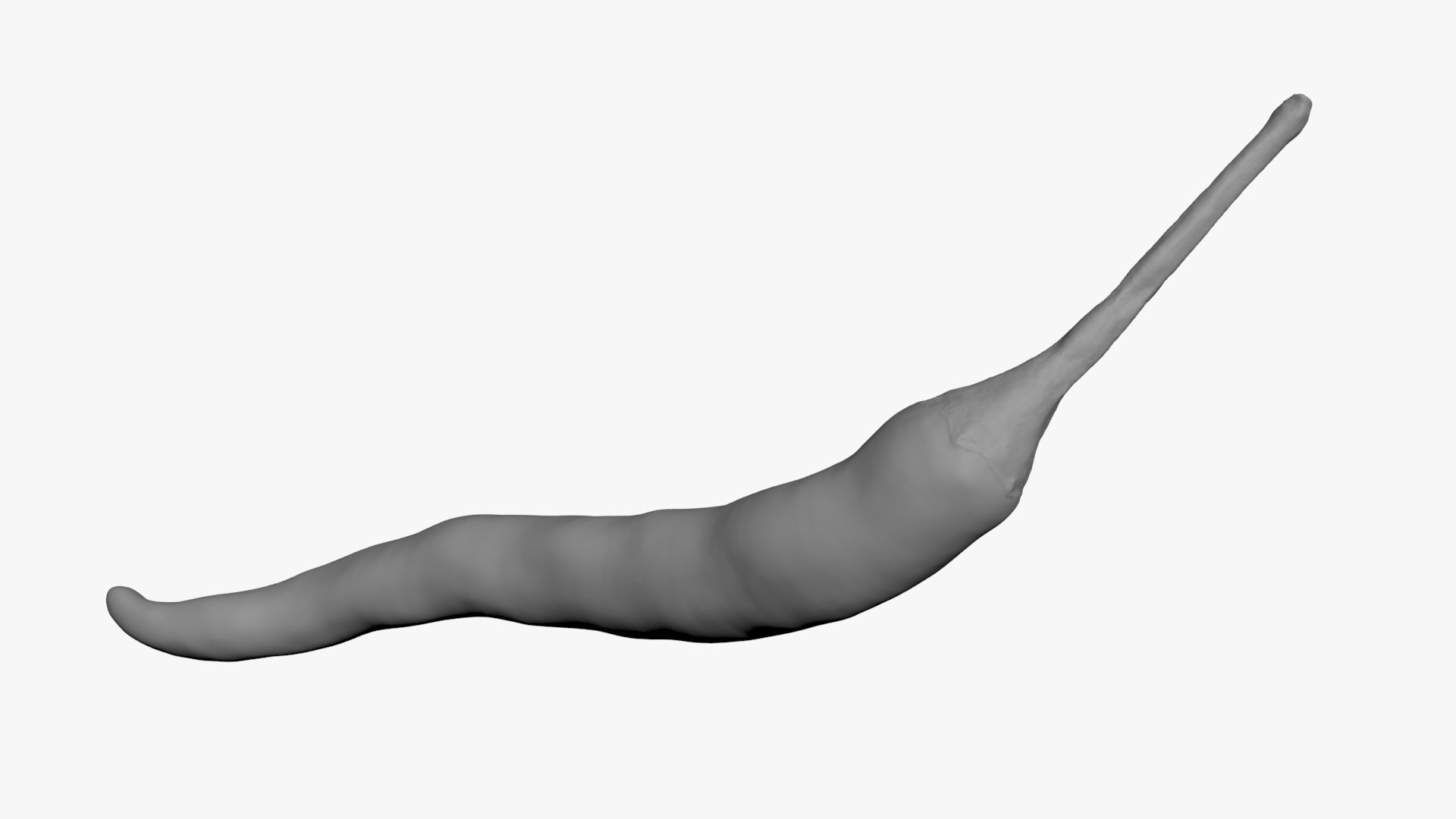 3D Chili Pepper 03 for 3D Print model https://p.turbosquid.com/ts-thumb/6z/mjcVbu/4k/chilipepper03_b0018/jpg/1744744522/1920x1080/fit_q87/66b4770280af127f51cc2a5835bb806eb716a27c/chilipepper03_b0018.jpg