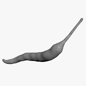 3D Chili Pepper 03 for 3D Print model