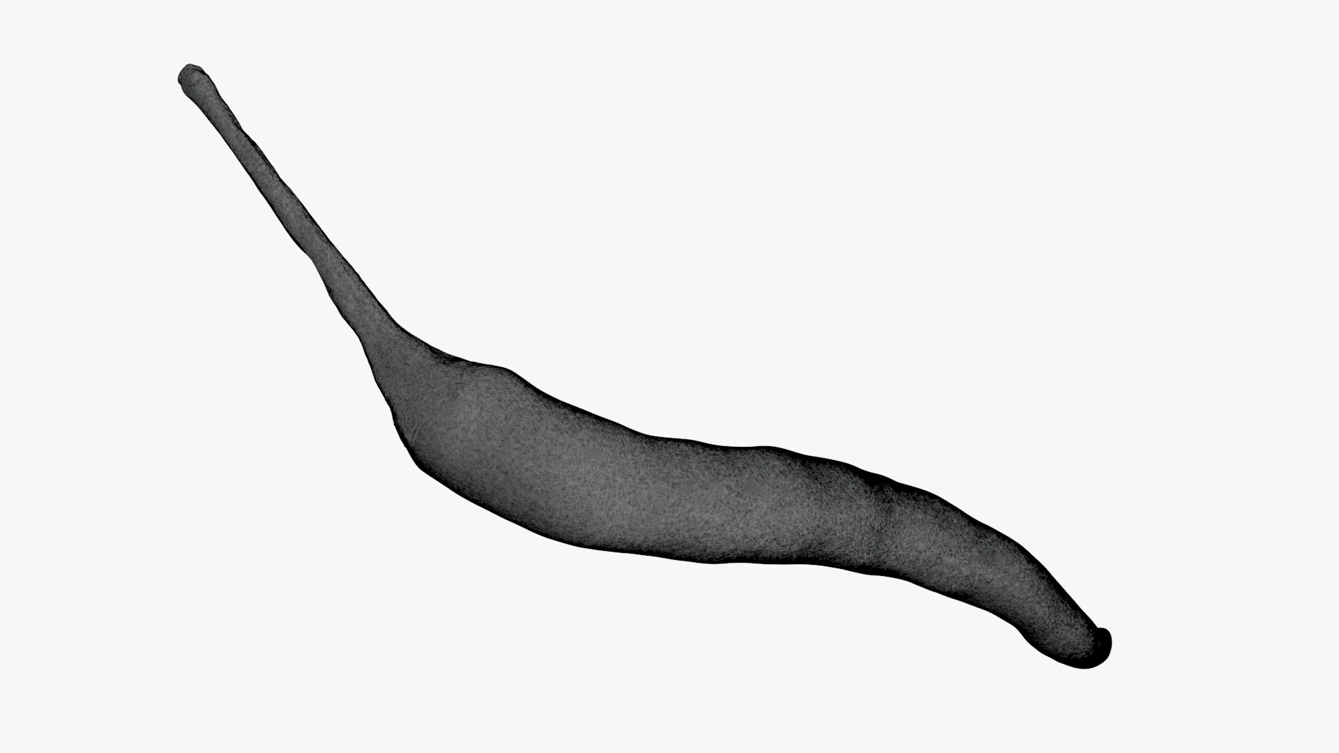 3D Chili Pepper 03 for 3D Print model https://p.turbosquid.com/ts-thumb/6z/mjcVbu/oz/chilipepper03_g0004/jpg/1744744525/1920x1080/fit_q87/1274b64f6c37f8eca0d6b7db0a418aaa76fdbbc7/chilipepper03_g0004.jpg