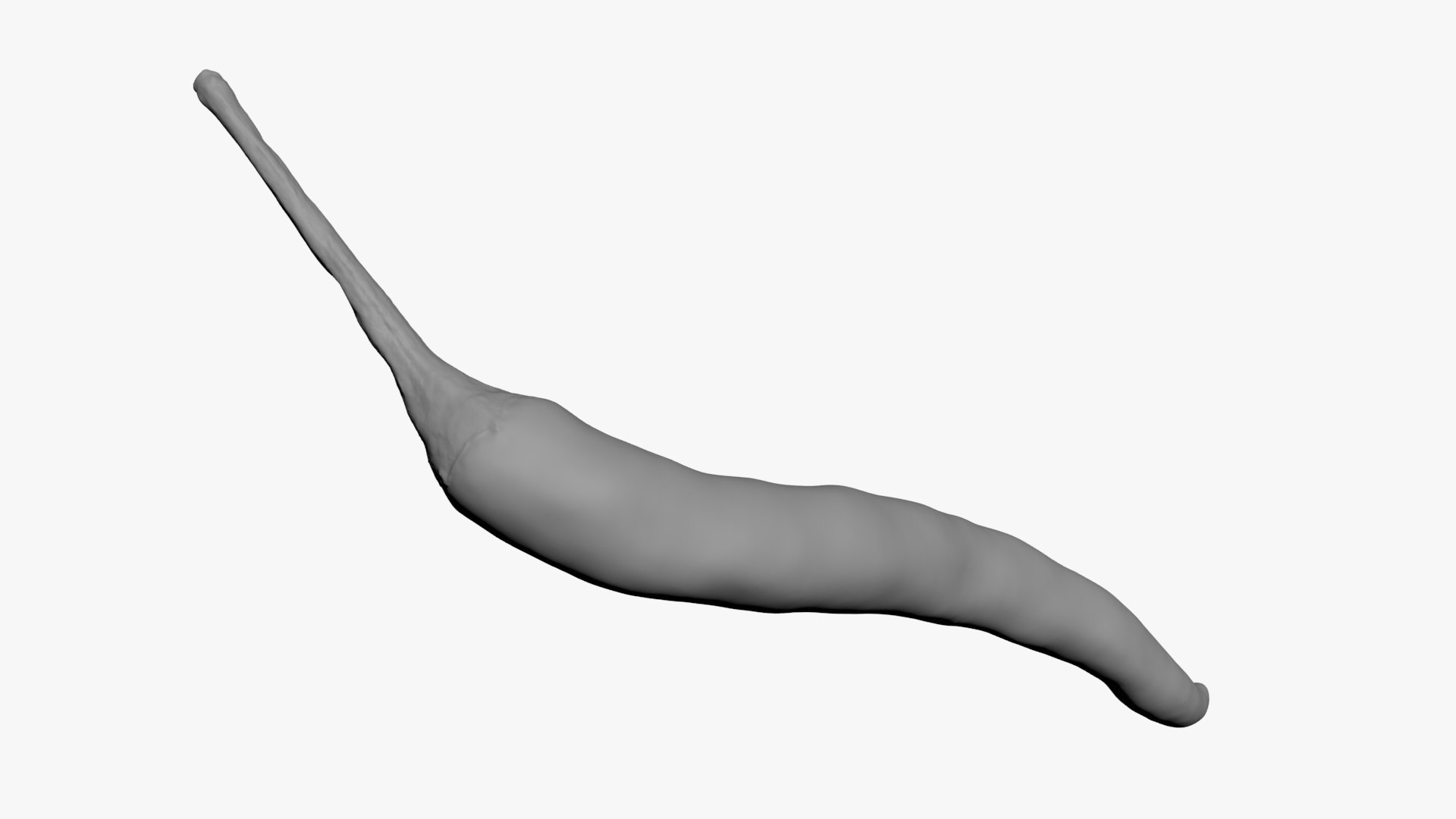 3D Chili Pepper 03 for 3D Print model https://p.turbosquid.com/ts-thumb/6z/mjcVbu/sq/chilipepper03_b0020/jpg/1744744522/1920x1080/fit_q87/d582472479f1af11081f4121086ac7ba8d706ab2/chilipepper03_b0020.jpg