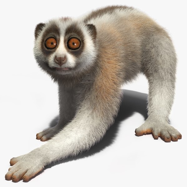 modelo 3d Piel de loris lento de Java aparejada - TurboSquid 2146606