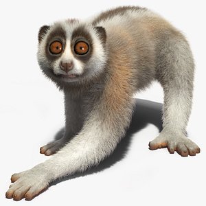 Javan Slow Loris Fur Rigged