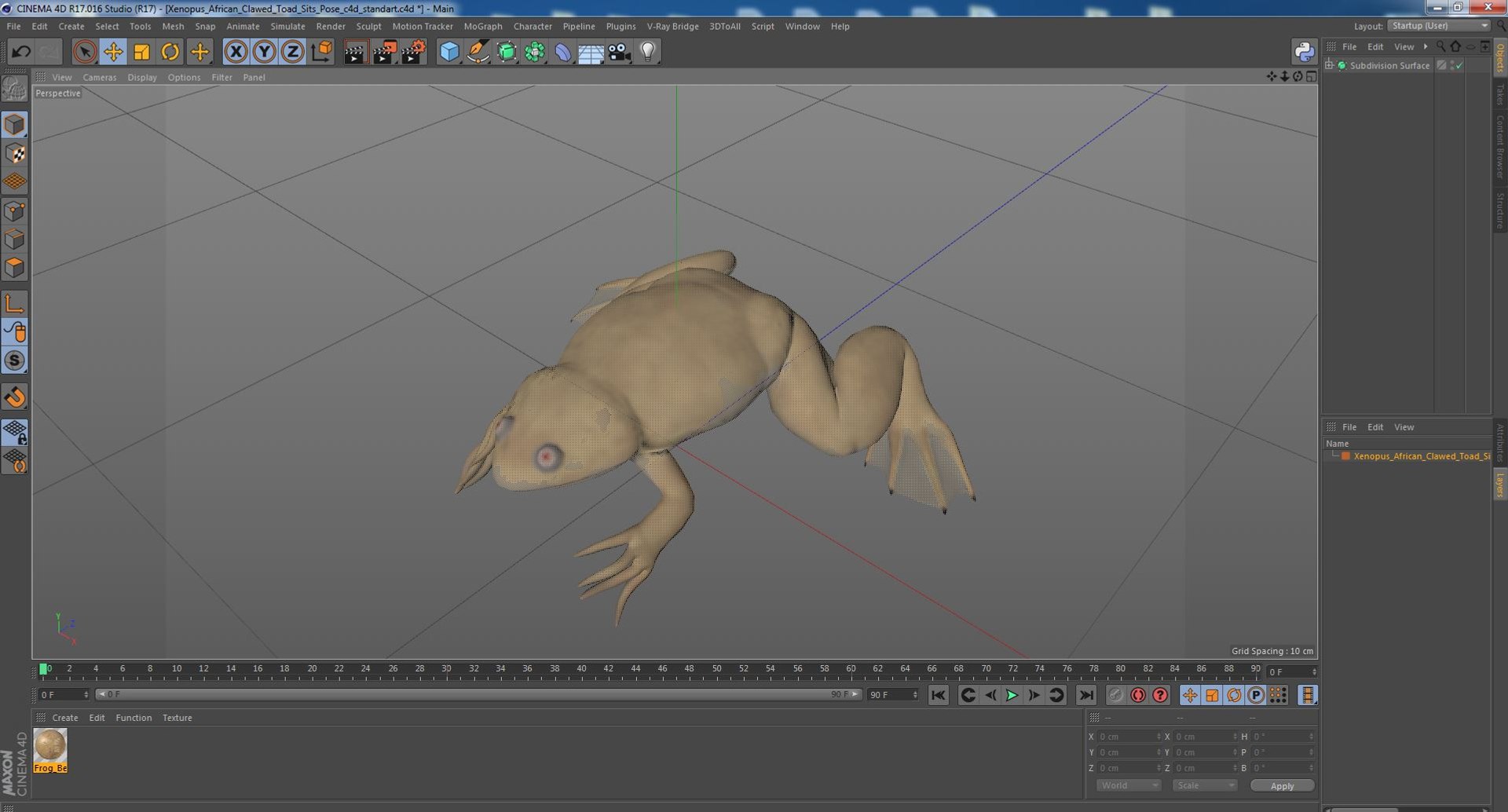 Xenopus African Clawed Toad Sits Pose 3D model - TurboSquid 2132255