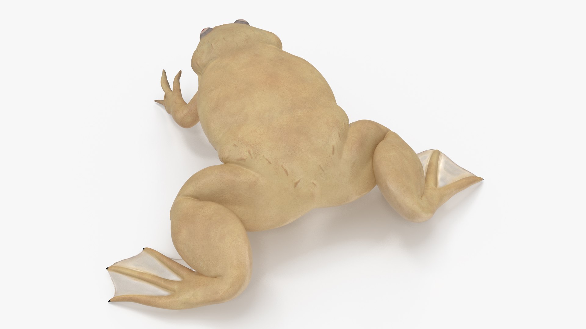 Xenopus African Clawed Toad Sits Pose 3D model - TurboSquid 2132255