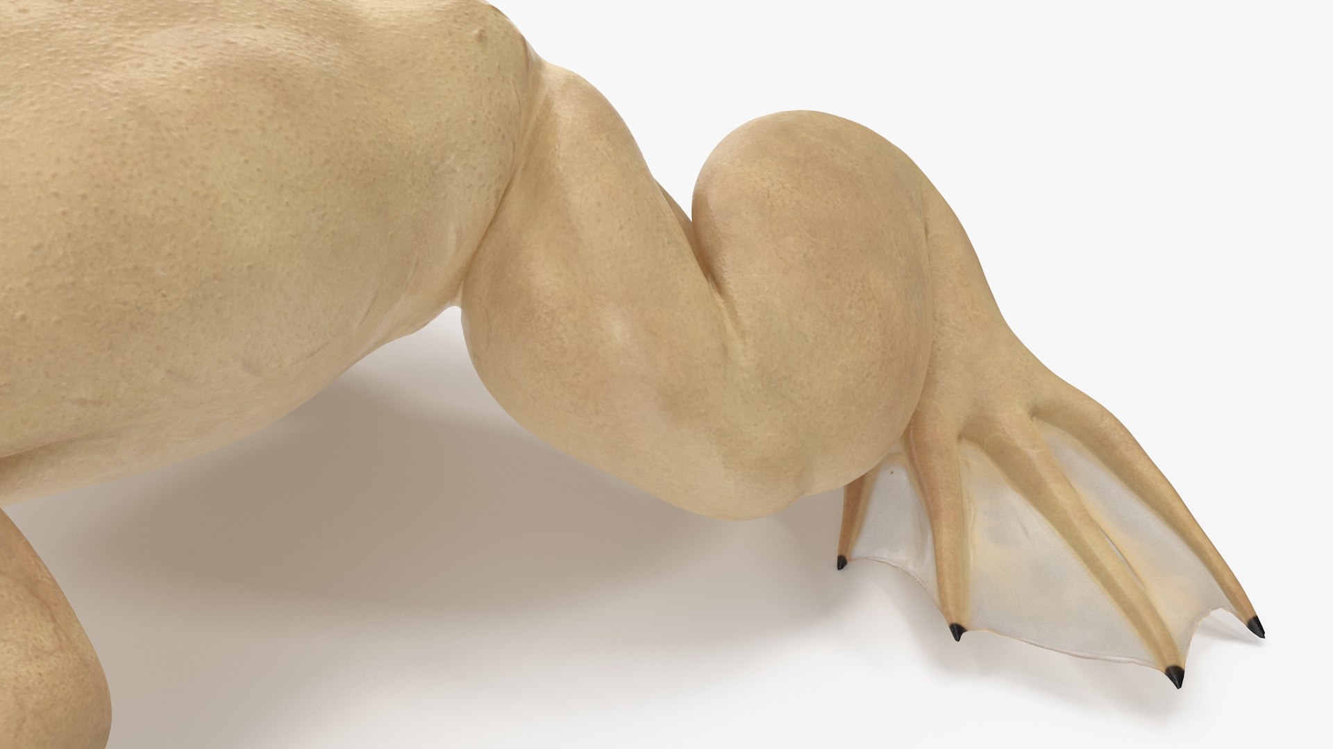 Xenopus African Clawed Toad Sits Pose 3D model - TurboSquid 2132255