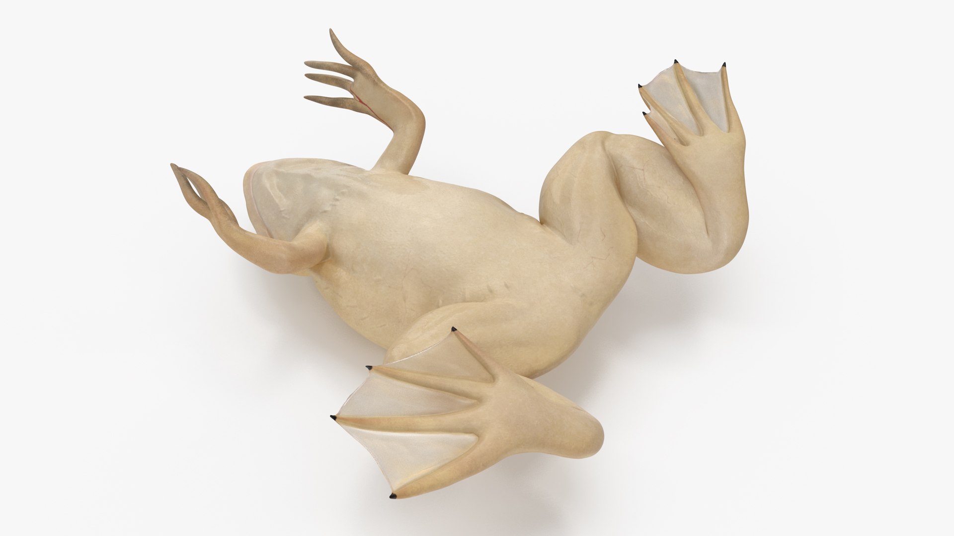 Xenopus African Clawed Toad Sits Pose 3D model - TurboSquid 2132255