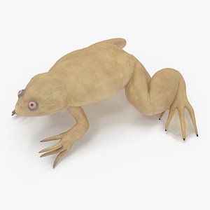 Xenopus African Clawed Toad Sits Pose