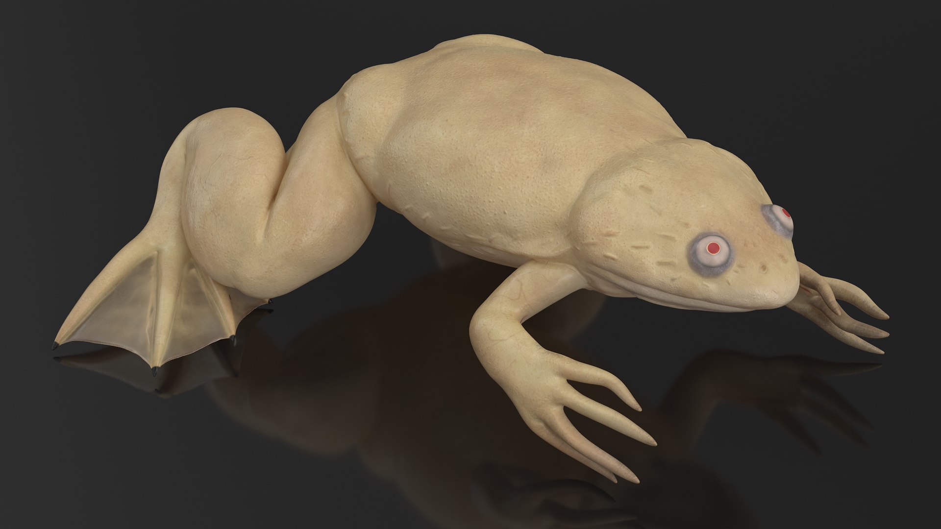 Xenopus African Clawed Toad Sits Pose 3D model - TurboSquid 2132255