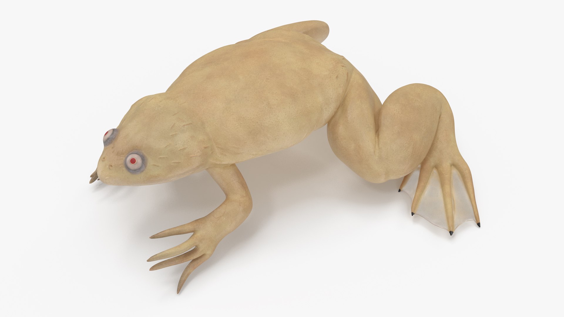 Xenopus African Clawed Toad Sits Pose 3D model preview
