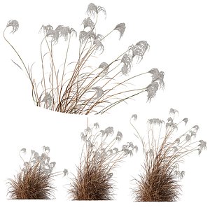 HQ Plants Miscanthus Nepalensis Sinensis Sarabande Adagio Version06 Windy 3D model