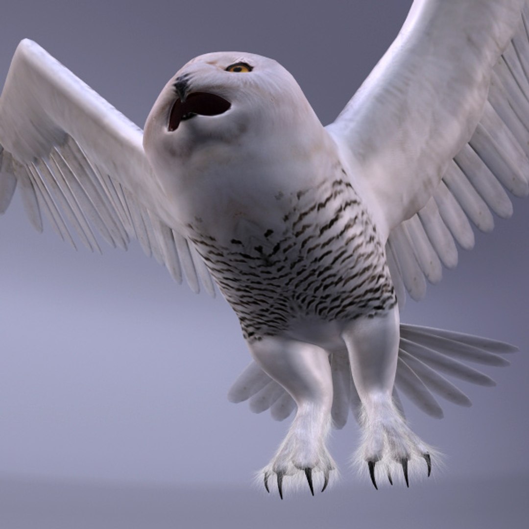 3d model owl snowy