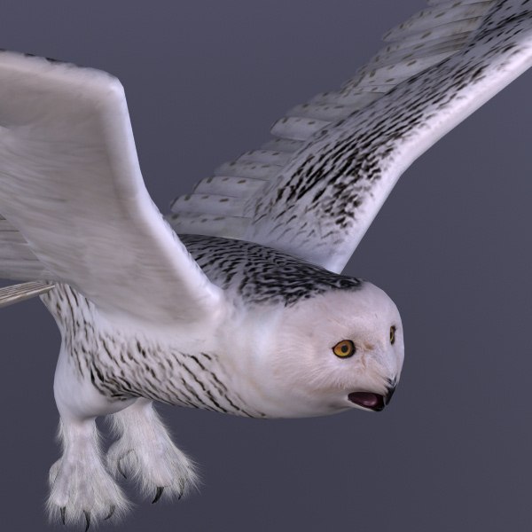 3d model owl snowy