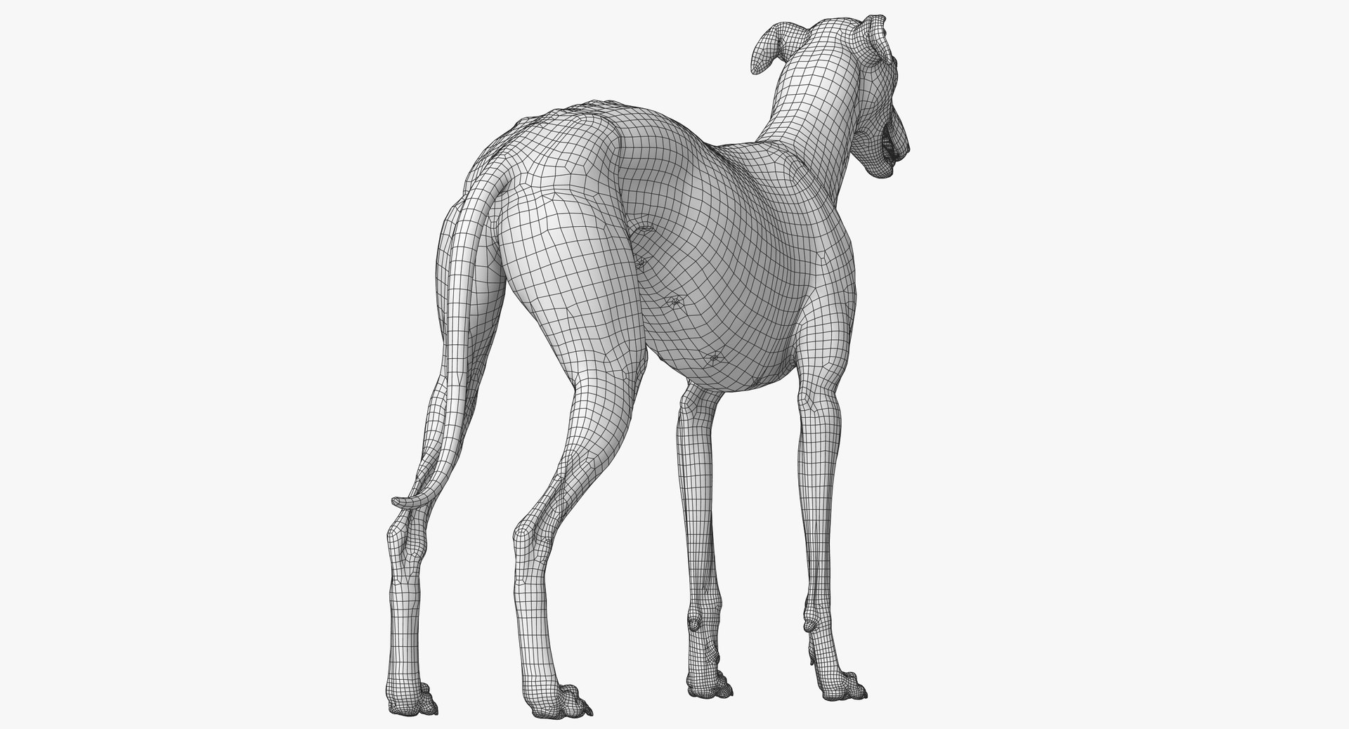 3D realistic greyhound fur rig https://p.turbosquid.com/ts-thumb/70/eYvVcB/FThGHyPg/greyhound_wireframe_03/jpg/1587572878/1920x1080/fit_q87/596da35c28a75bc123d84ae6acfafa874e1b72a2/greyhound_wireframe_03.jpg