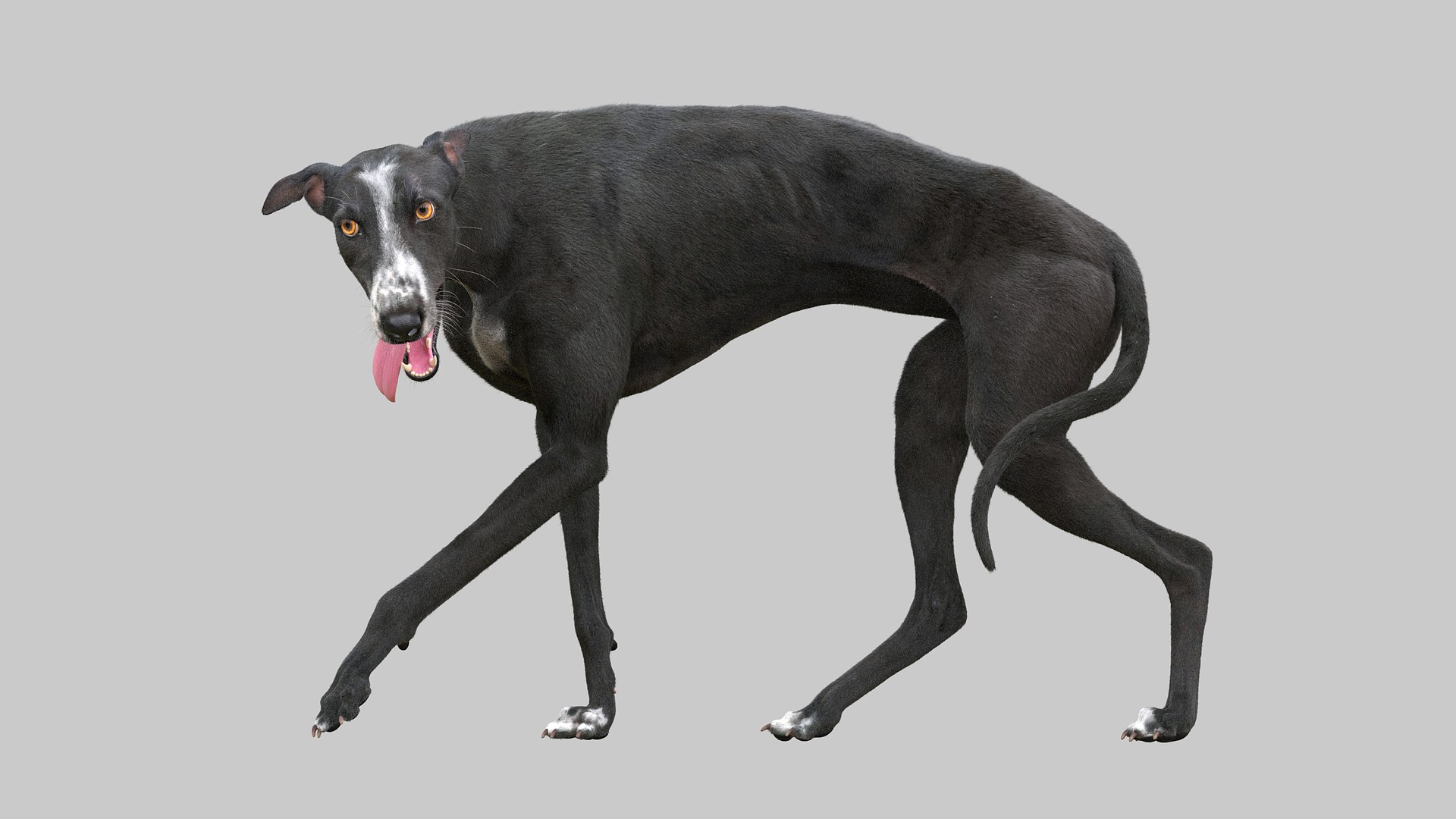 3D realistic greyhound fur rig https://p.turbosquid.com/ts-thumb/70/eYvVcB/Hs7WBHF5/greyhound_fur_3_rgged_09/jpg/1587572783/1920x1080/fit_q87/edf0844576905c7a27305dcd7020fb393026d23c/greyhound_fur_3_rgged_09.jpg