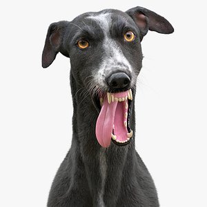 3D realistic greyhound fur rig