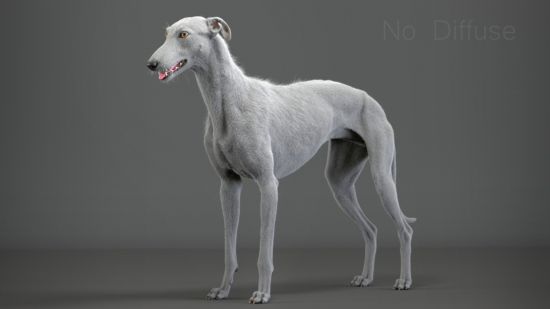 3D realistic greyhound fur rig https://p.turbosquid.com/ts-thumb/70/eYvVcB/lcXwKonf/greyhound_fur_add_02t/jpg/1587572805/1920x1080/fit_q87/55f0ca1ff25e707c6b225f69e6e0f6da7f5d05bf/greyhound_fur_add_02t.jpg