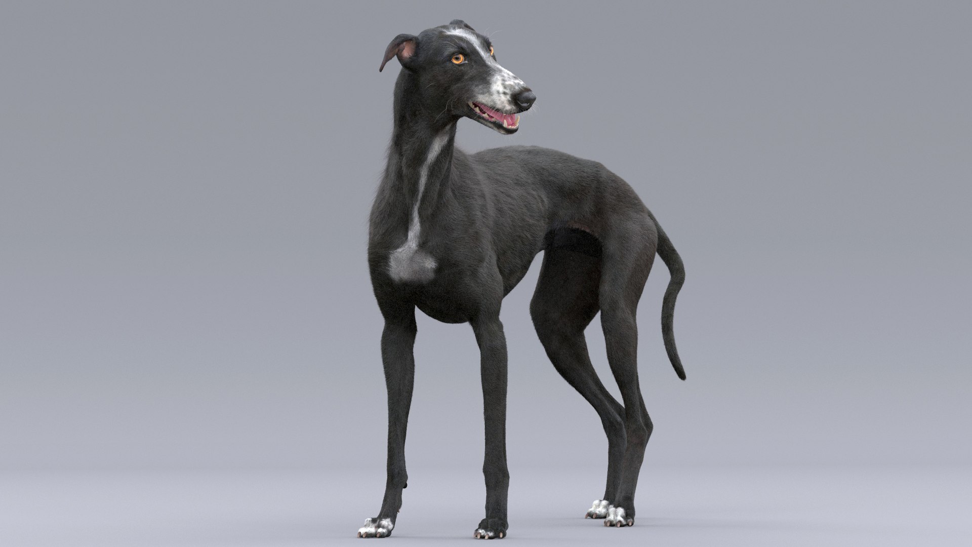 3D realistic greyhound fur rig https://p.turbosquid.com/ts-thumb/70/eYvVcB/tZ3ns45z/greyhound_fur_3_rgged_06/jpg/1587572783/1920x1080/fit_q87/818f2320b777808c10e36759a9d8d92d52882bee/greyhound_fur_3_rgged_06.jpg