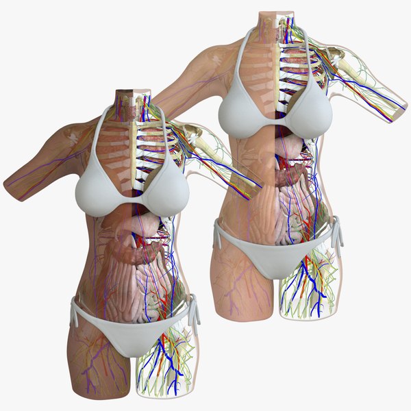 3d female torso anatomy combo