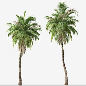 Set of Kentia palm Tree Howea forsteriana - 2 Trees 3D model