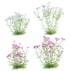 3D Achillea millefolium - Yarrow 01