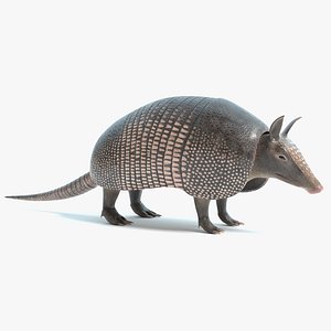 Armadillo