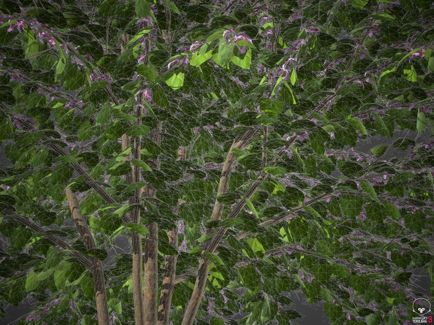 3D Model XfrogPlants Eastern Redbud - Cercis Canadensis - TurboSquid ...