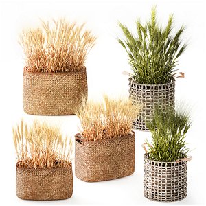 Dried green wheat bushes in flower baskets set decor 3D model