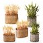 Dried green wheat bushes in flower baskets set decor