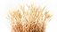 Dried green wheat bushes in flower baskets set decor
