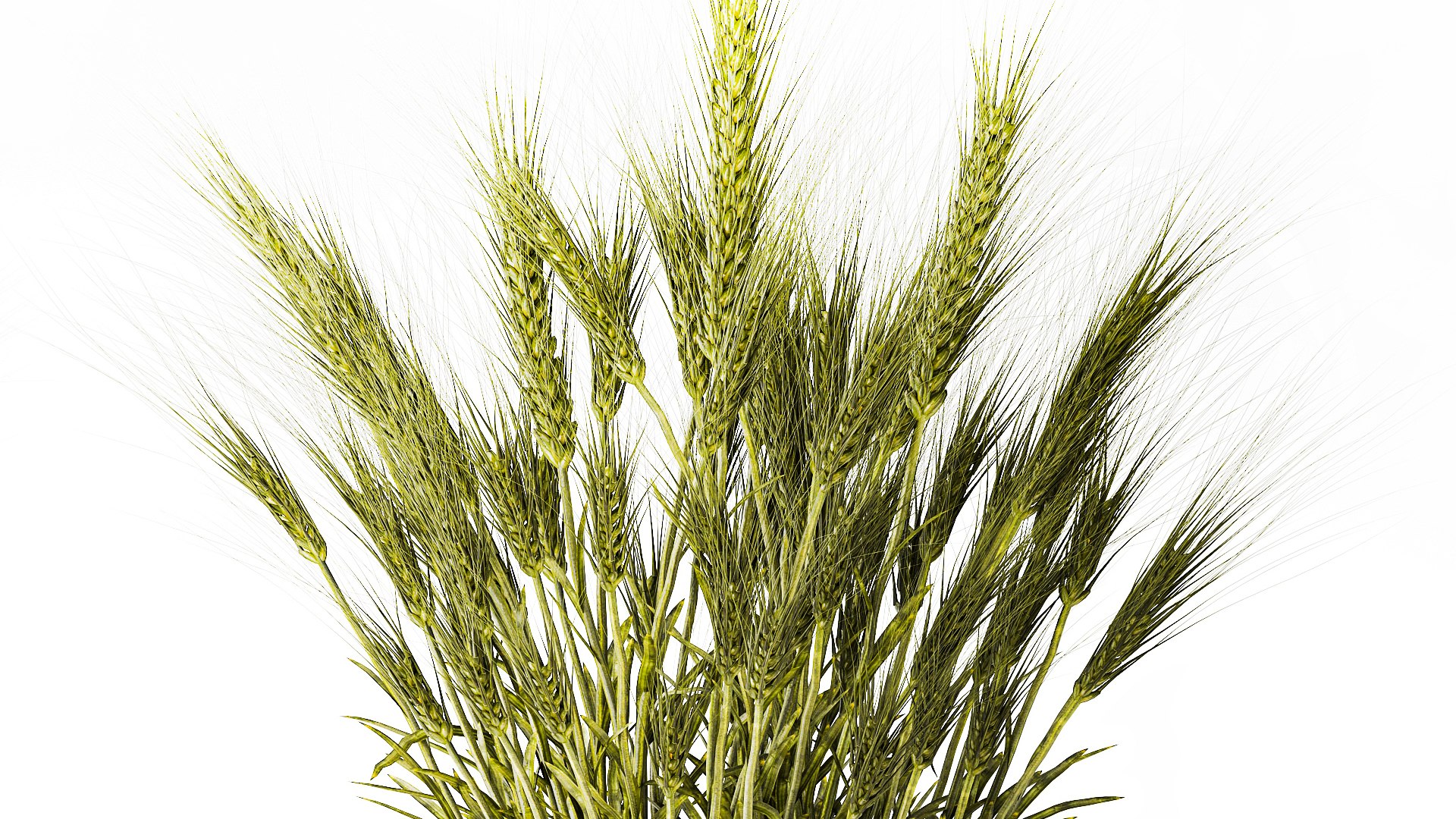 Dried green wheat bushes in flower baskets set decor 3D model https://p.turbosquid.com/ts-thumb/71/2Vlrum/kN/1wheatinbaskets040207/jpg/1770288065/1920x1080/fit_q87/543262ec1166074e9941ab9010576acfdde8aa13/1wheatinbaskets040207.jpg