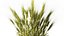 Dried green wheat bushes in flower baskets set decor