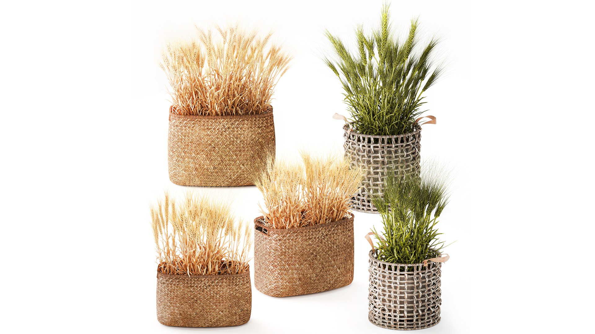Dried green wheat bushes in flower baskets set decor 3D model https://p.turbosquid.com/ts-thumb/71/2Vlrum/kh/1wheatinbaskets040202/jpg/1770288062/1920x1080/fit_q87/29dd614d9c3cb0ee24049063aabd10787088167c/1wheatinbaskets040202.jpg