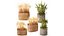Dried green wheat bushes in flower baskets set decor