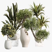 AV Indoor Plants Set 515 Dracaena Warneckii Banana Ficus Microcarpa Bonsai Lemon Tree