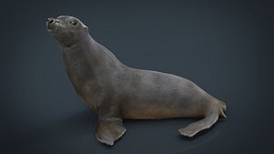 3D seal sea