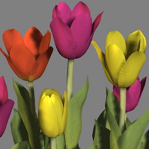 3d tulip model