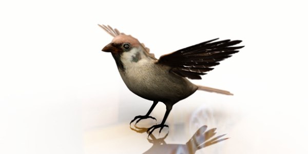 sparrow 3D model