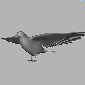 bird 3d model